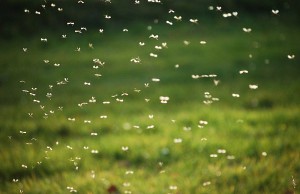 Комары в саду – как избавиться?