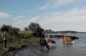 «Афины» незаконны и опасны для здоровья