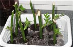 Розы из букета – можно ли их посадить?