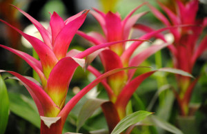 Гузмания – причудливое растение для вашего сада