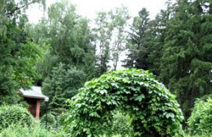 Арка для винограда своими руками