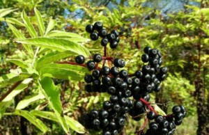 Черная бузина – необычный кустарник с полезными плодами