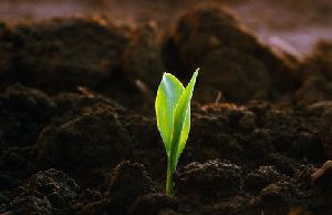 Гуминовые удобрения – натуральная подкормка из магазина