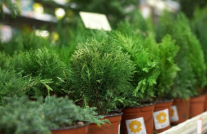 Сажаем на участке елку