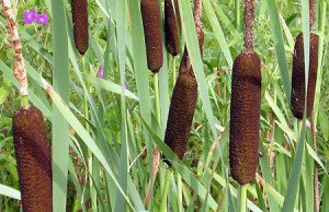 Камыш в саду – как избавиться?