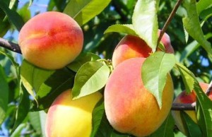 Выращивание персика из косточки