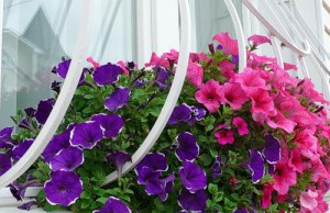 Петуния – как самому собрать семена на посадку