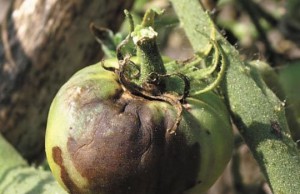 Помидоры чернеют во время созревания – что делать?