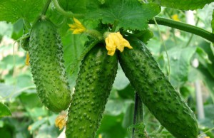 Замедленный рост огурцов – что делать?