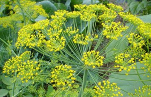 Укроп – польза и особенности выращивания