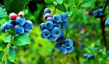 черника и голубика