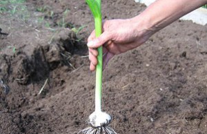 Июль – время чеснока