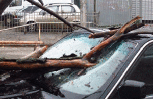 Очередное дерево упало на очередной автомобиль