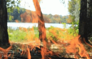 В регионе приостановили сезон охоты и ограничили вход в леса