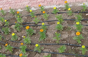 Клумбы отреставрируют и установят автоматические системы полива