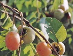 Хурма из косточки – увлекательное выращивание