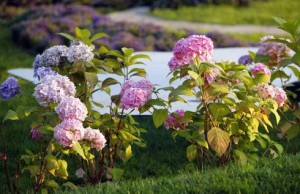 Садовая гортензия – превосходное украшение сада