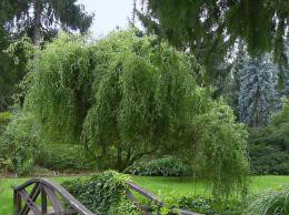 Плакучая ива как декоративное украшение сада
