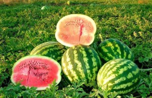 Плохой урожай арбузов – что пошло не так