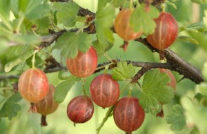 Крыжовник – выращиваем на шпалере