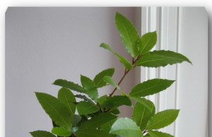 Пряные растения – лавровый лист дома