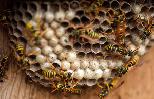 Что делать, если в саду завелись осы?