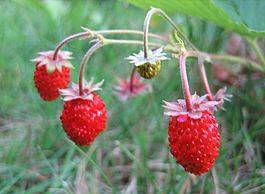 Земляника в саду – как вырастить?