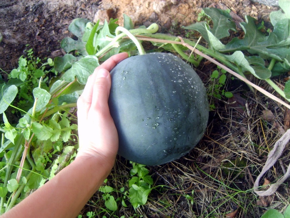арбуз 1
