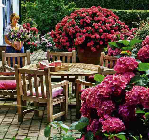 гортензия 2