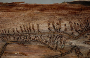 Как защитить деревья в саду от короеда?