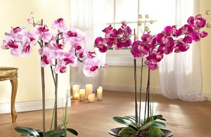Орхидея фаленопсис – выращивание дома