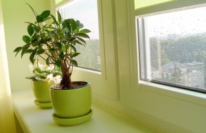 Уход за комнатными растениями при первых похолоданиях
