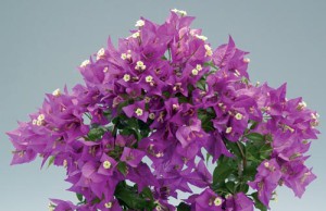 Цветок – как символ богатства