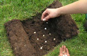 Сентябрь – пора высадки луковичных цветко