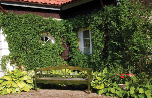 Вьющиеся растения – сажать ли на участке?