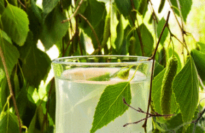 Береза на участке – польза растения