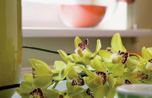 Домашняя красота – уход за орхидеей