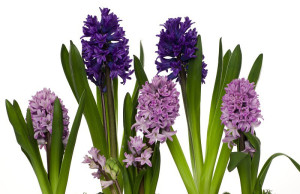 Выращивание гиацинтов – простые советы
