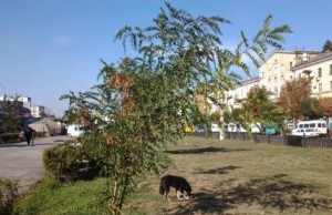 Бестолковое озеленение – пустая трата бюджетных средств