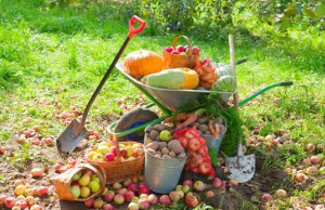 Что еще нужно успеть садоводу в сентябре