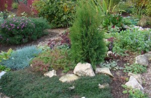 Вечнозеленые почвопокровные растения – украшение осеннего сада