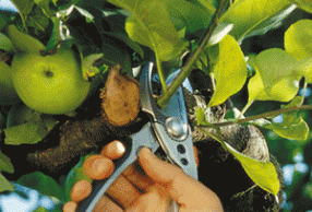 Осенняя обрезка фруктовых деревьев