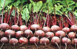 Собираем семена свеклы на посадку