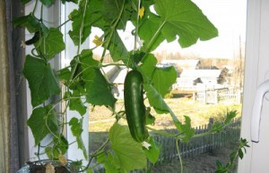 Огурцы на окне – реально ли вырастить?
