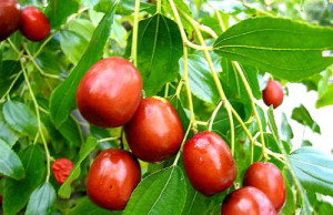 Зизифус – экзотичное растение с колоритным названием