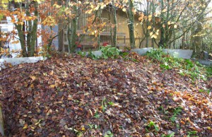 В Баглейском районе снова жгут листья