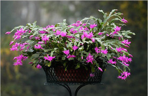 Шлюмбергера – уход за растением, цветущим зимой