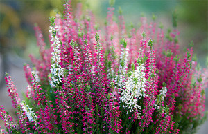 Вереск – символ уходящего сентября