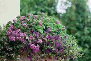 Правила выбора растений в вазонах