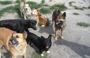 Бездомные собаки нападают на детей